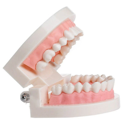 Dental Teaching Typodont Demonstration Model for Adult Education