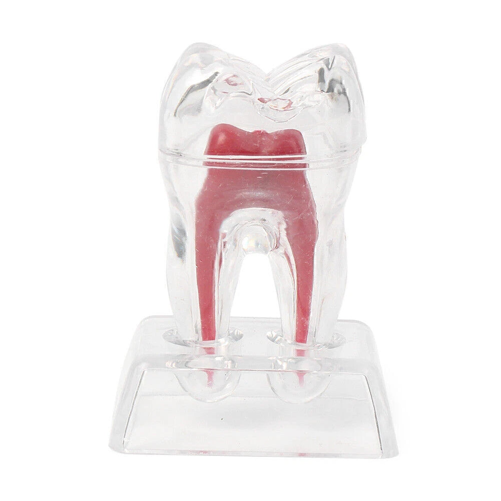 Dental Crystal Base Hard Plastic Tooth Molar Teaching Tool Kit for Dental Use