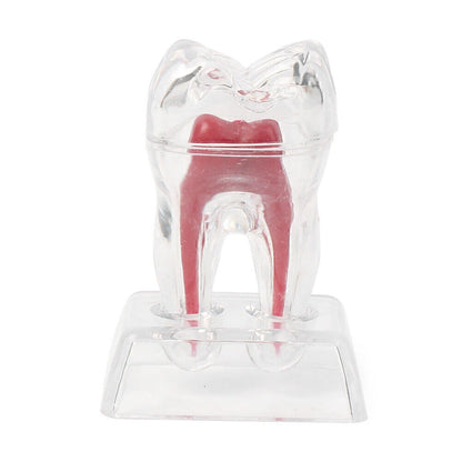 Dental Crystal Base Hard Plastic Tooth Molar Teaching Tool Kit for Dental Use