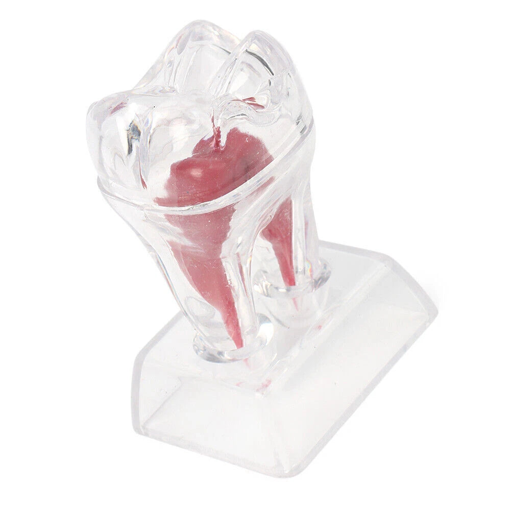 Dental Crystal Base Hard Plastic Tooth Molar Teaching Tool Kit for Dental Use