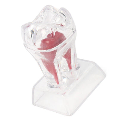 Dental Crystal Base Hard Plastic Tooth Molar Teaching Tool Kit for Dental Use