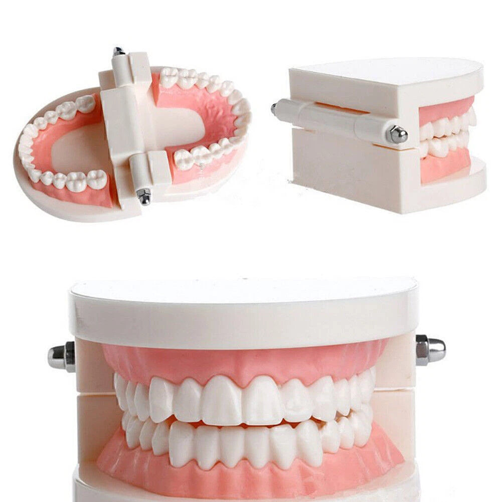 Dental Teaching Typodont Demonstration Model for Adult Education