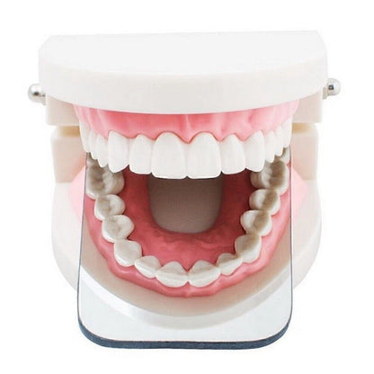 Dental Teaching Typodont Demonstration Model for Adult Education
