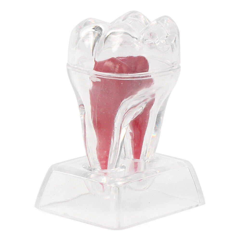 Dental Crystal Base Hard Plastic Tooth Molar Teaching Tool Kit for Dental Use