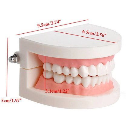 Dental Teaching Typodont Demonstration Model for Adult Education